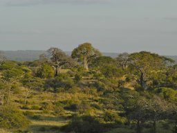Tarangire2003-002
